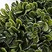 Pure Garden Boxwood Wreath - 16.5-Inch Square UV Resistant Artificial Spring, Summer, Fall or Winter Wreath - Outdoor/Indoor Wreaths for Front Door
