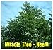 5 Seeds Neem Plant Seed (Azadirachta Indica)fast-growing-leaves, Fruits, Seeds Are Edible
