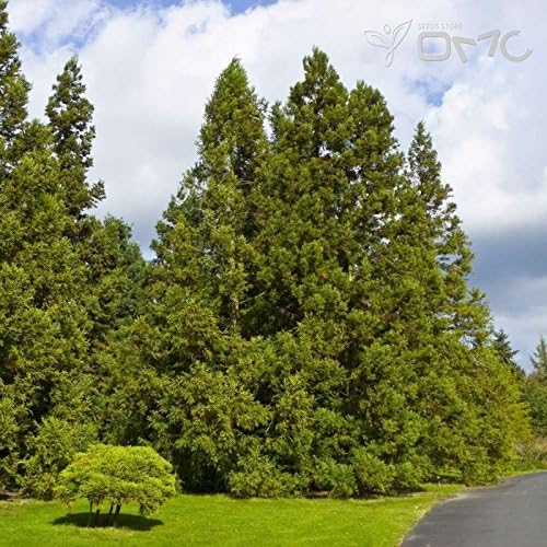 (300 seeds) Cryptomeria Japonica / Japanese Cedar / Cryptomeria, Peacock Pine, Sugi, Goddess of Mercy Cedar