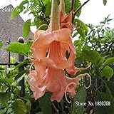 Bonsai flower Brugmansia Datura seeds Rare flower seeds Potted plantas Mixed color garden decoration plant 100pcs AA