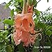 Bonsai flower Brugmansia Datura seeds Rare flower seeds Potted plantas Mixed color garden decoration plant 100pcs AA