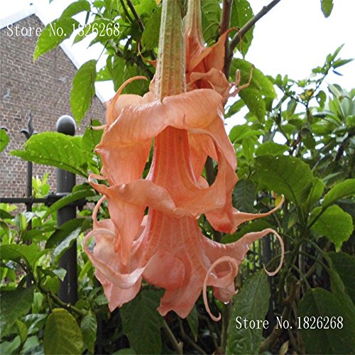 Bonsai flower Brugmansia Datura seeds Rare flower seeds Potted plantas Mixed color garden decoration plant 100pcs AA Bonsai flower Brugmansia Datura seeds Rare flower seeds Potted plantas Mixed color garden decoration plant 100pcs AA