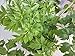 Ashitaba Plant (Aka Tomorrow's Leaf)-Organic
