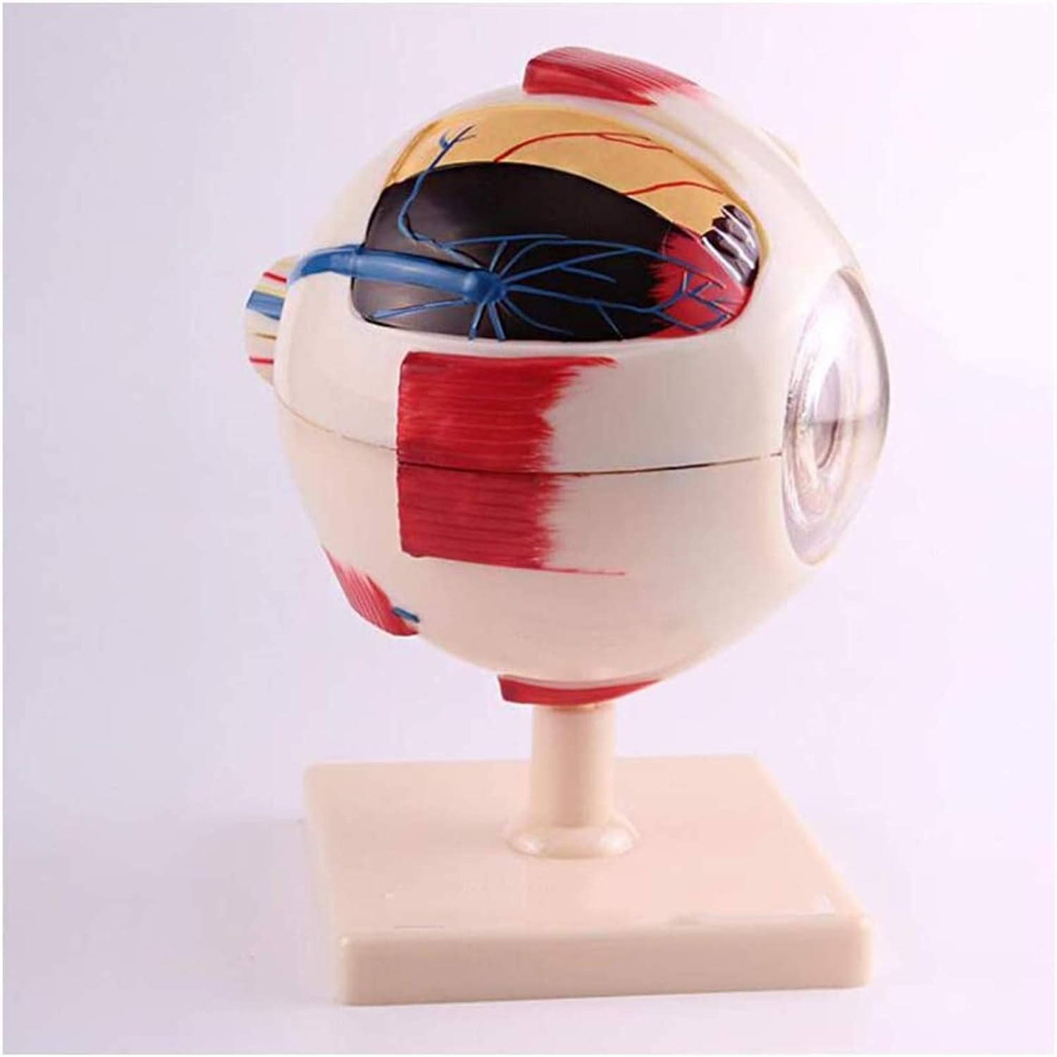 Medical Teaching Model Model Natural Eye Globe Model 6x Anatomical
