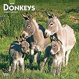Donkeys 2020 12 x 12 Inch Monthly Square Wall Calendar, Domestic Animals by 