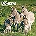 Donkeys 2020 12 x 12 Inch Monthly Square Wall Calendar, Domestic Animals by 