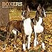 Boxers 2020 12 x 12 Inch Monthly Square Wall Calendar with Foil Stamped Cover, Animals Dog Breeds by