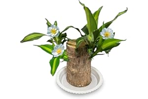 joxipe Lucky Brazilian Wood Factory, Bamboo Wood, Suitable for Indoor, Bedroom, Office-Desktop Decoration. (1 Tree)