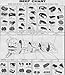 All 4 Meat Chart Posters (Beef Cuts, Purchasing Pork, Old Time Butcher Shop Beef, & Old Time Butcher Shop Pork