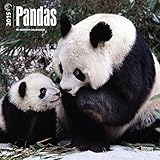 Pandas 2015 Wall Calendar