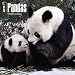 Pandas 2015 Wall Calendar