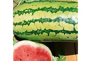 25 Garrisonian Watermelon Seeds for Planting Non GMO Heirloom Seeds Instant Latch Fresh Garden Seed