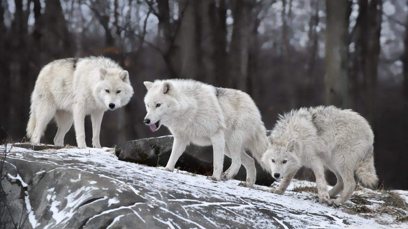 Three White Wolves - Jigsaw Puzzles 1500-Piece Diy Adults And Kids Wooden Toys Games