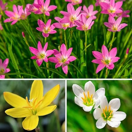 Delorea SLRIPL Zephyranthes (Rain Lily) and Flower Bulbs (Not Seeds) for Indoor Outdoor Garden (Multicolour) - Pack of 15 Pieces