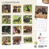 Image de Dachshunds, Wirehaired 2016 Square 12x12