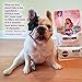 Halo Adult Dog Beef Stew 5.5 oz. Can (Pack of 12)