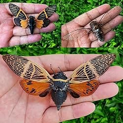 10 Real Assorted Cicadas Beetles Insect Taxidermy