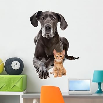 great dane and kitten