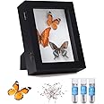 IHEIPYE Insect Display Case Wall Mount Bug Display Case Collection Box for Butterfly Specimen with Anti Fade UV Protection Acrylic Top Eva Foam Pinning Board and 3 Sizes Pins Insect Shadow Box