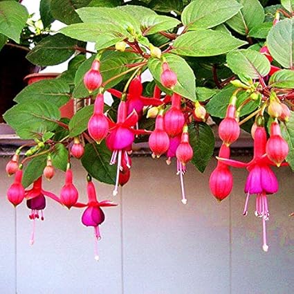 Amazon 赤いフクシア種子ランタン花盆栽フクシア多年生の赤いベルの花の種 Scoutseed ホーム キッチン