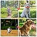 CCQIN Squeaky Dog Toy Pack for Puppy,Small and Medium Dog Toys Set 7 Pack Cute Pet Toys with Squeakers,Puppy Teething Dog Chew Toys(Rabbit,Carrot,Bone)