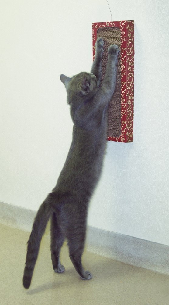 Cat Dancer Products Cat Wall Scratcher Cat Toy