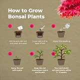 Grow Buddha Grow Your Own Bonsai Starter Kit – 4 Trees for Beginners view 4