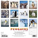 Image de Penguins 2017 Wall Calendar