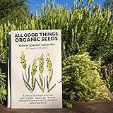 Yellow Spanish Lavender (Lavendula stoechas) Seeds (~80) by All Good Things Organic Seeds: Certified Organic, Non-GMO, Heirloom, Open Pollinated Seeds from the United States