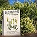 Yellow Spanish Lavender (Lavendula stoechas) Seeds (~80) by All Good Things Organic Seeds: Certified Organic, Non-GMO, Heirloom, Open Pollinated Seeds from the United States