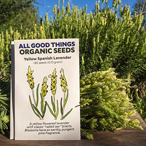 Yellow Spanish Lavender (Lavendula stoechas) Seeds (~80) by All Good Things Organic Seeds: Certified Organic, Non-GMO, Heirloom, Open Pollinated Seeds from the United States Yellow Spanish Lavender (Lavendula stoechas) Seeds (~80) by All Good Things Organic Seeds: Certified Organic, Non-GMO, Heirloom, Open Pollinated Seeds from the United States