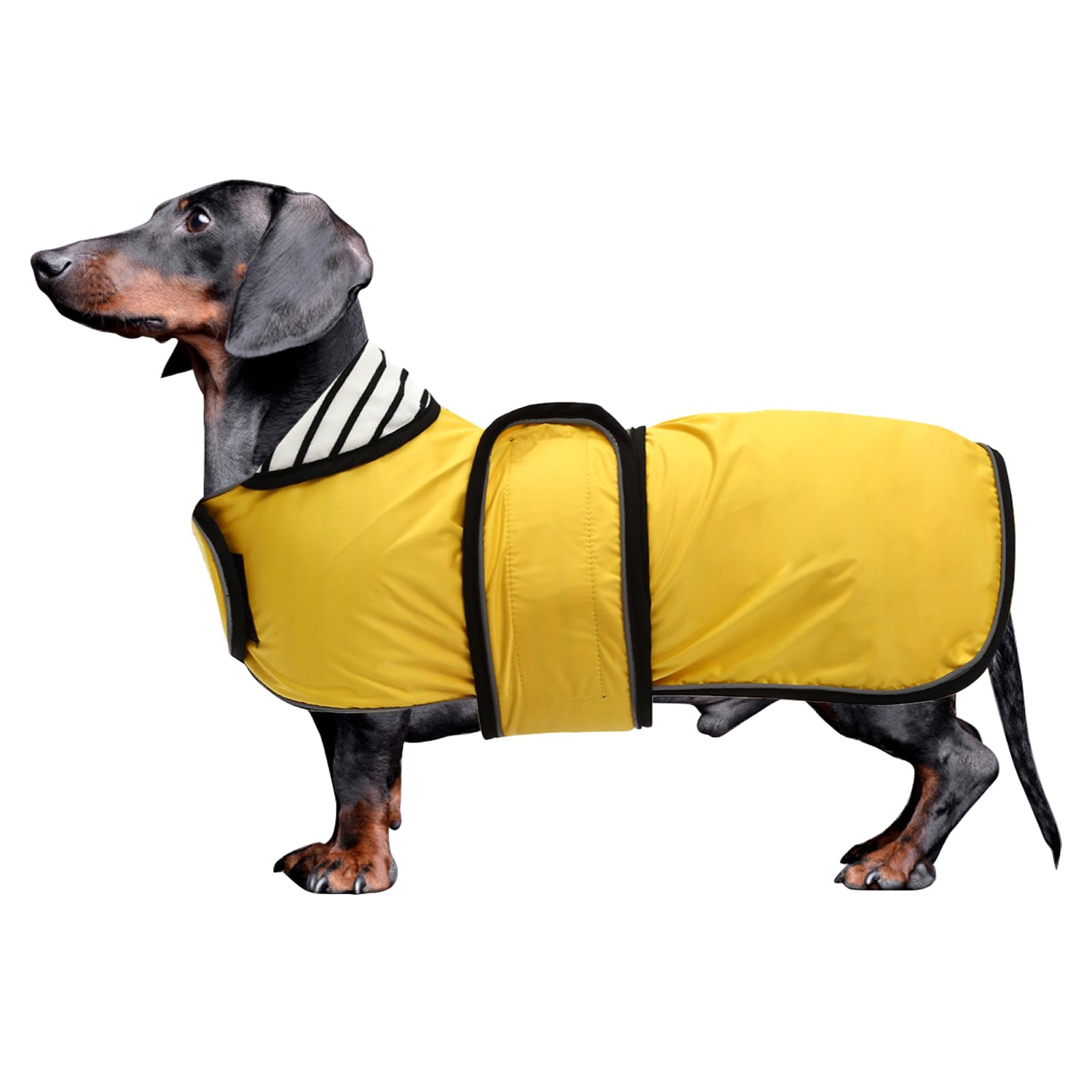 Morezi Dachshund coat miniature dachshund coats fit for dachshunds sausage dog rain coat with reflective stripe adjustable bands in autumn winter - Yellow - XL