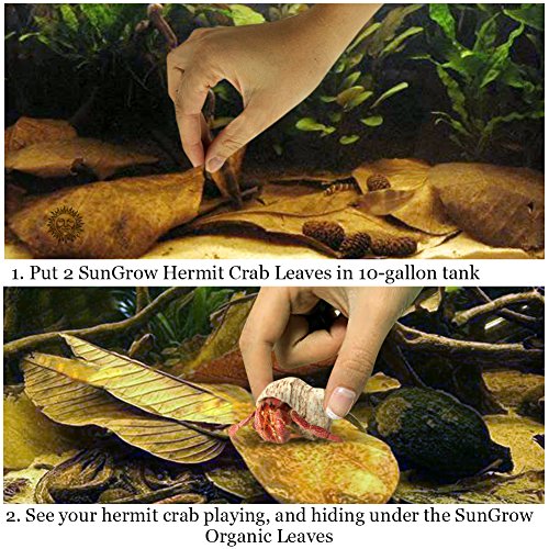 3 Hermit+Crab+Leaves+pcs+Organically