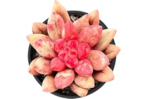 Fleshy Flora Live Succulent Plants Echeveria 'Goldfish', Mini Potted Succulents, Approx 2" D x 2" H, Easy Care Indoor Houseplant, Unique Gifts, Home Office Décor