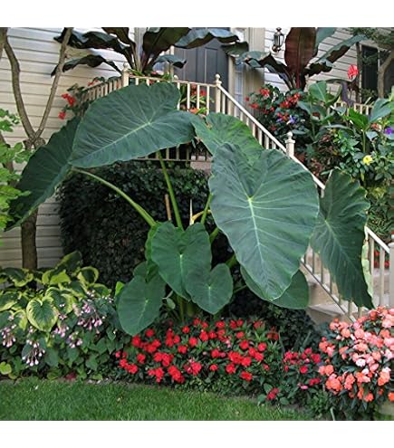 Amazon.com : BOGO!!!Live"colocasia Gigantea"thailand Giant Elephant Ear  Plant : Flowering Plants : Patio, Lawn & Garden