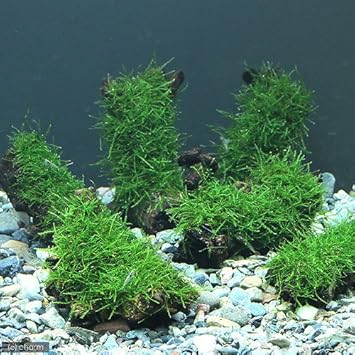 Amazon 水草 育成済 ウィローモス 流木 ｓｓサイズ 約１０ｃｍ 無農薬 １本 北海道航空便要保温 Charm チャーム 生体水草 通販