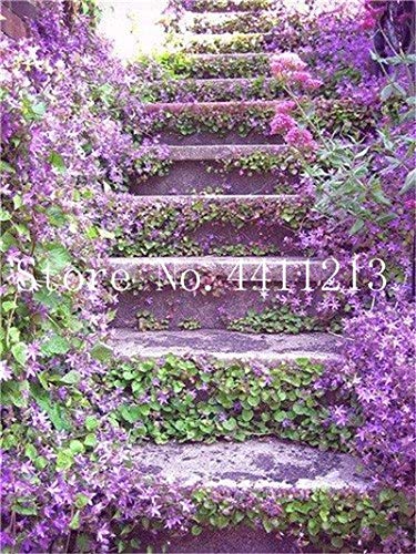 Pinkdose 100 pcs Climbing Jasmine Plant Rare Flower Bonsai Perennial Indoor Outdoor Plants Decorative House for Home Garden Planting: 24