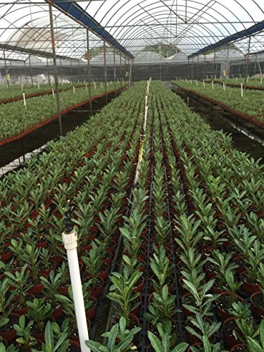 6 Caudex+Bonsai+very+rare+quantities+new+new+new