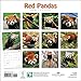 Red Pandas Wall Calendar