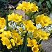 Freesia single yellow - 20 flower bulbs