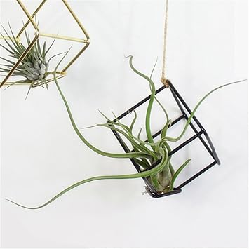 LianLe 2 Stk Hängende Luft Pflanze Halter Topf Quadrat Form für