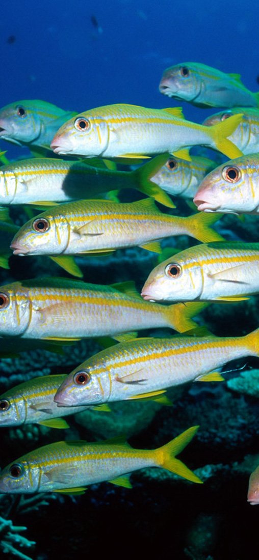 PeelitStickit Underwater, Undersea Wall Murals, ID-043, vinyl