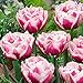 HEART SPEAKER 3Pcs Variety Tulip Bulbs Seeds Beautiful Flower Home Garden Plant Decoration