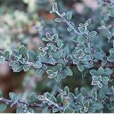 Silverstone&trade; Cotoneaster - 4" Pot -Proven Winners