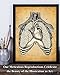 Lungs and Heart - 11x14 Unframed Art Print - Makes a Great Clinic/Office Decor and Gift Under $15 for Doctors