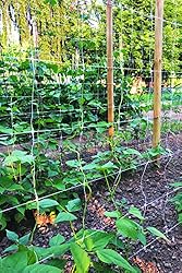 Tenax 100521794 HORTONOVA Trellis NET LM, 59" x