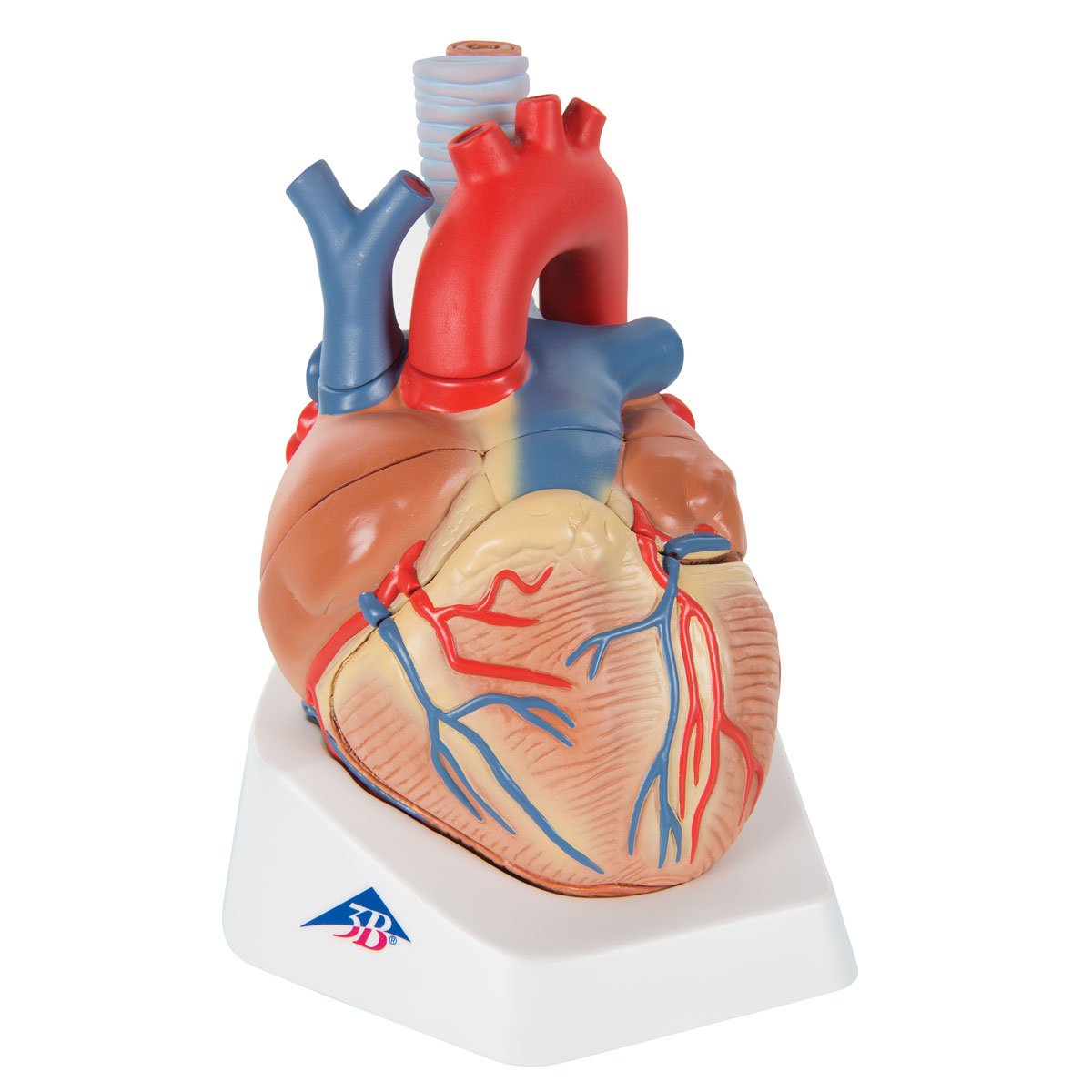3B Scientific VD253 Human Anatomy - Heart Model, 7 Part + free anatomy software - 3B Smart Anatomy