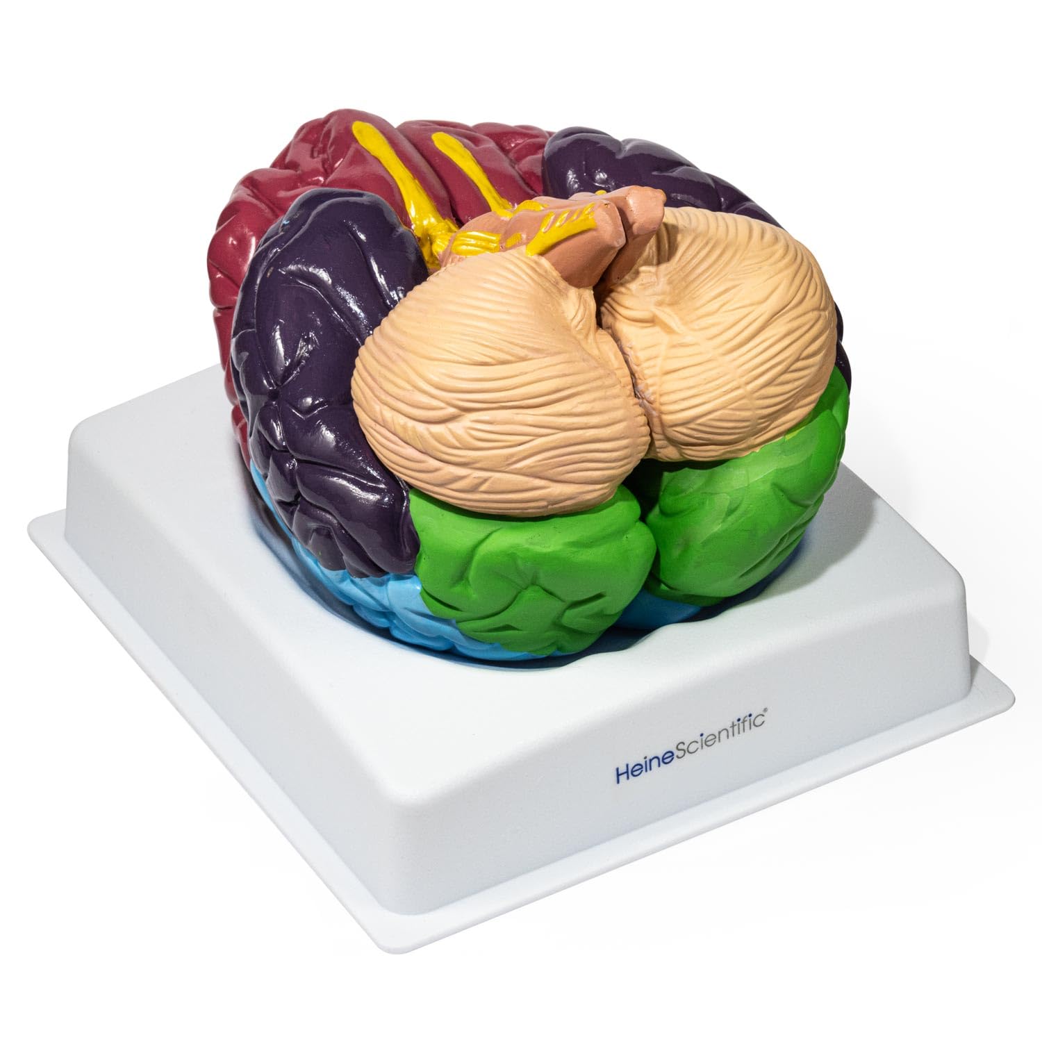 HeineScientific Brain with Brodmann Areals