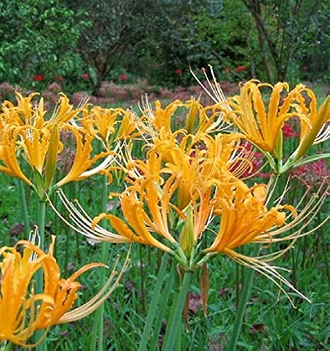 Amazon リコリス球根 珍しい植物 中庭の装飾 楽しい 春の花 花の球根 土壌培養植物 カラフル 速く成長する 4球根 花