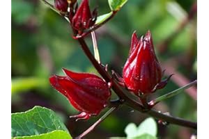 VAACNEE 30 Rosella Seeds(Hibiscus Sabdariffa) Edible Rosella Fruit Perennial Fast Grow